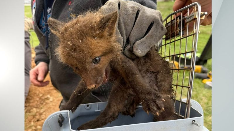 Do not feed, medicate, or raise the kit yourself