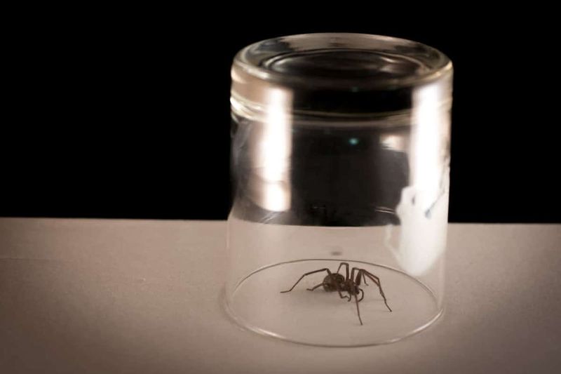 Do not handle an unidentified spider