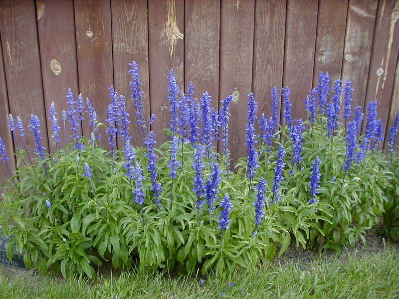 Do not make fertilizer an automatic follow-up
