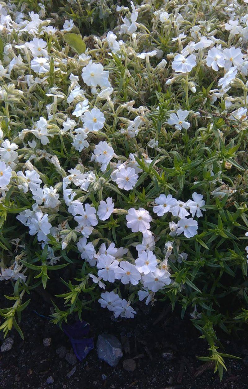 Do not substitute every creeping phlox