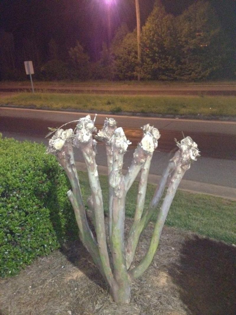 Do not top a tree to remove its pods