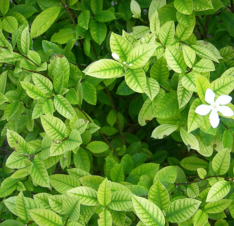Do not use late pruning or extra fertilizer as a bloom rescue
