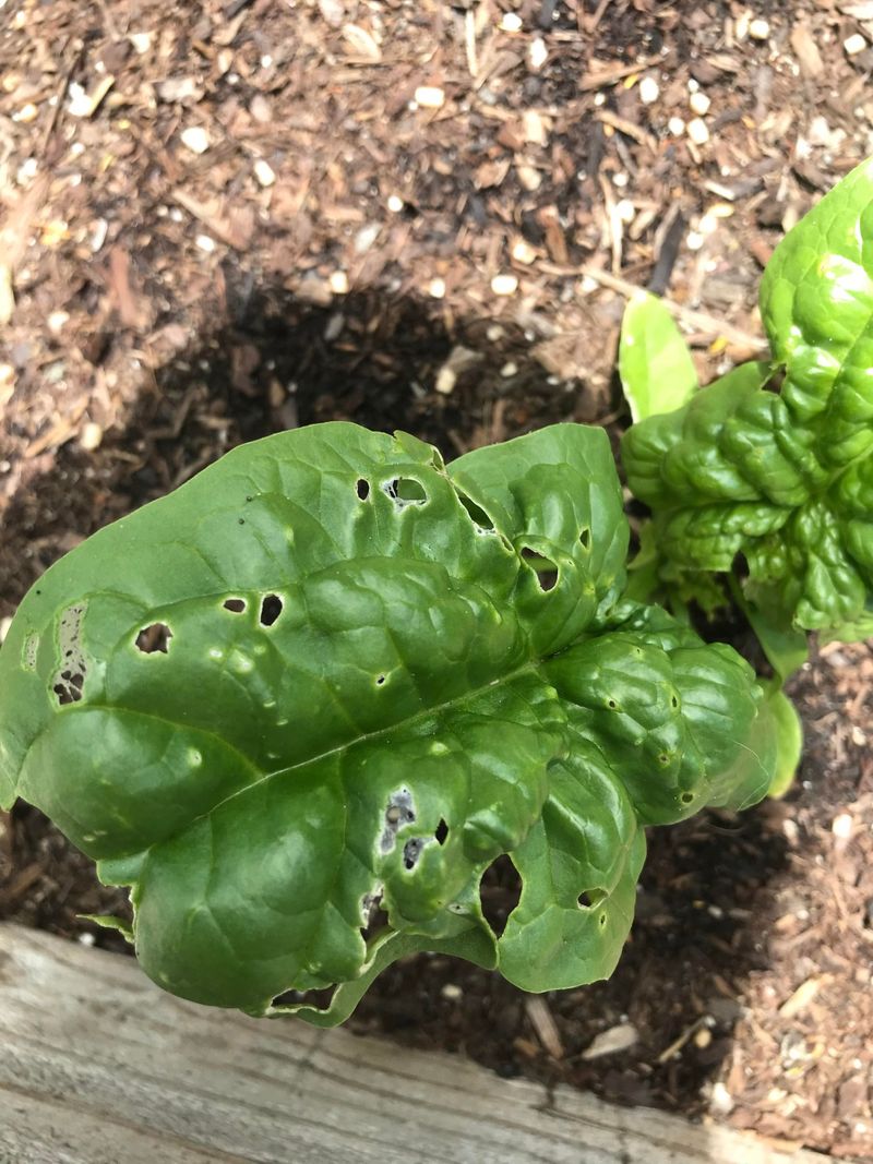 Do the holes and trail fit slugs or snails?