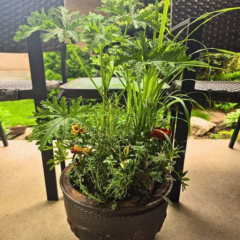 Does the living plant keep mosquitoes away? Does the living plant keep mosquitoes away?
