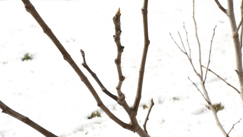 Dormancy matters more than the fall calendar