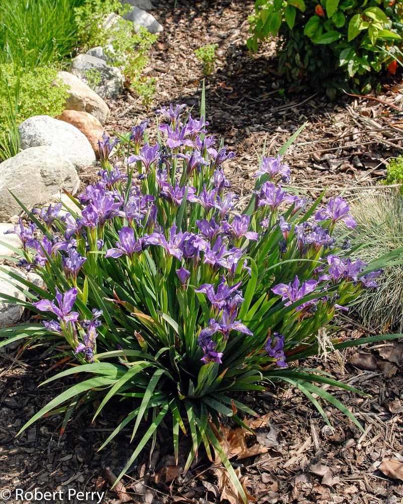 Douglas Iris (Iris douglasiana)
