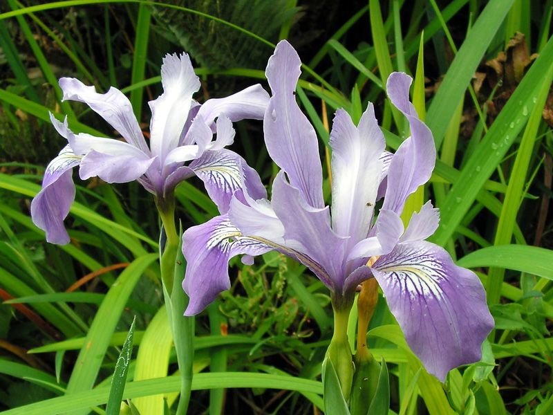 Douglas Iris (Iris douglasiana)