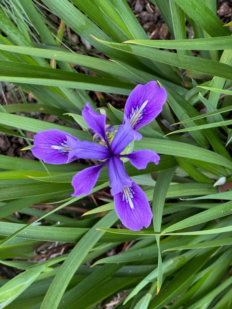 Douglas Iris (Iris douglasiana)