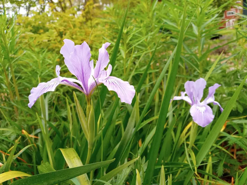 Douglas Iris (Iris douglasiana)