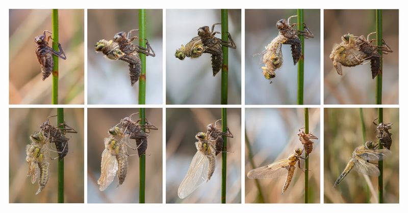 Dragonflies hunt mosquitoes at two different life stages Dragonflies hunt mosquitoes at two different life stages