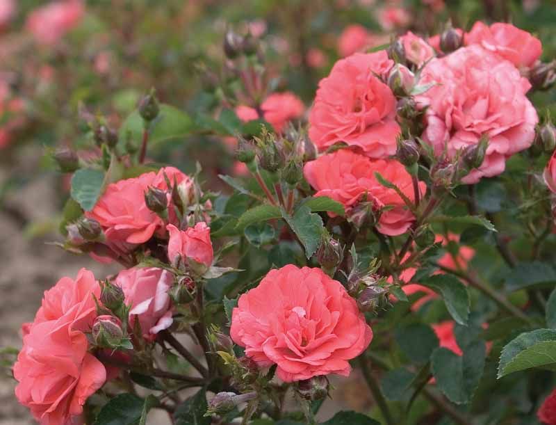 Drift Rose