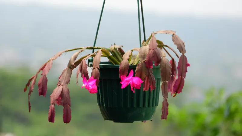 Dropping segments signal stress, not a repotting verdict