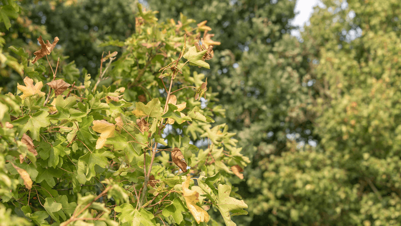 Drought and warmth may brown leaves before peak color