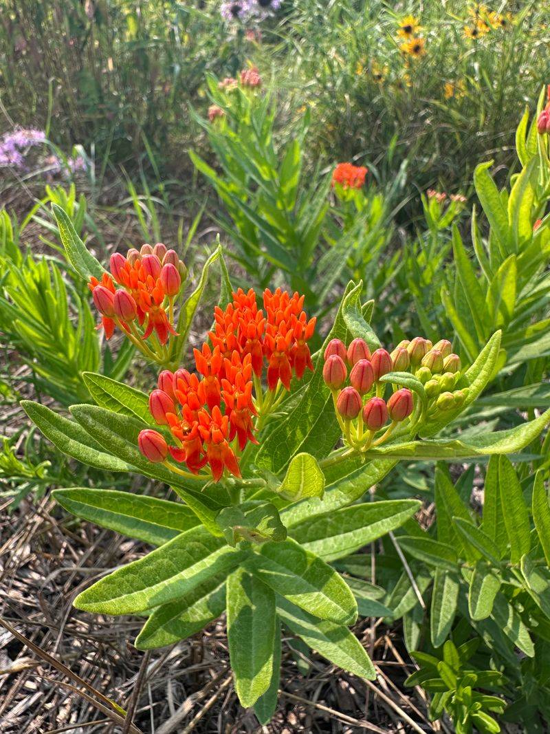 Drought can expose a plant’s reserves, but it is not a treatment