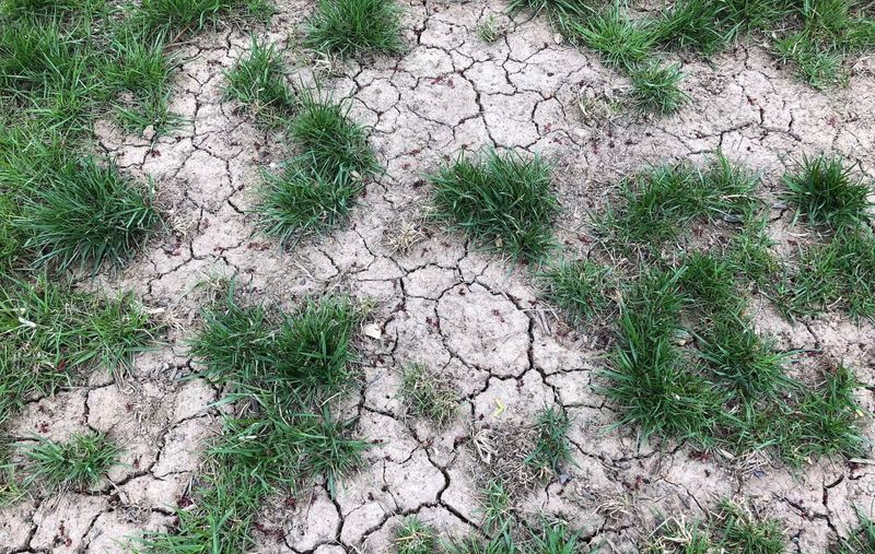 Drought stress is the leading explanation to investigate Drought stress is the leading explanation to investigate