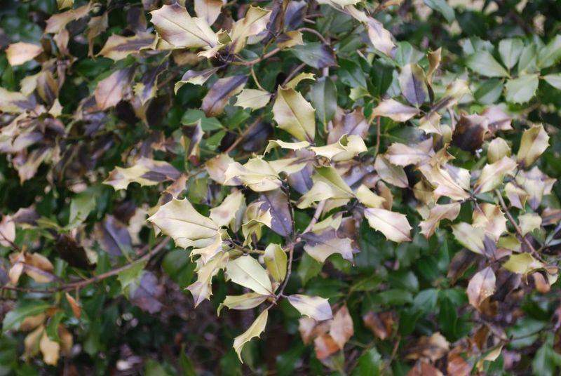 Dry Soil Can Set Up Winter Damage Dry Soil Can Set Up Winter Damage
