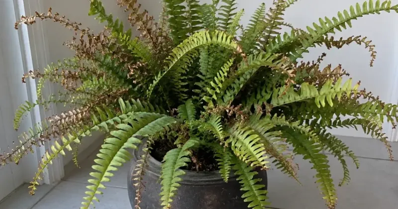 Dry indoor air can crisp the edges even when soil is moist