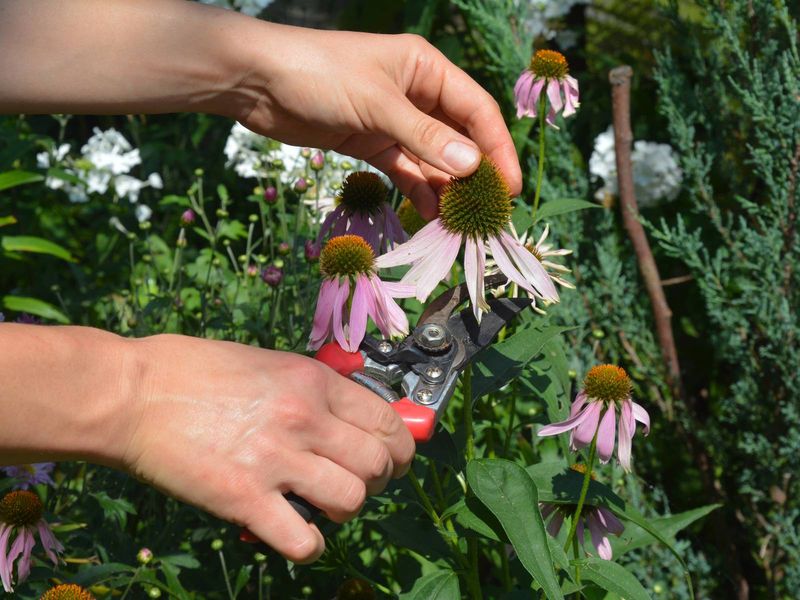 Dry, separate, and label the seed before storing it Dry, separate, and label the seed before storing it
