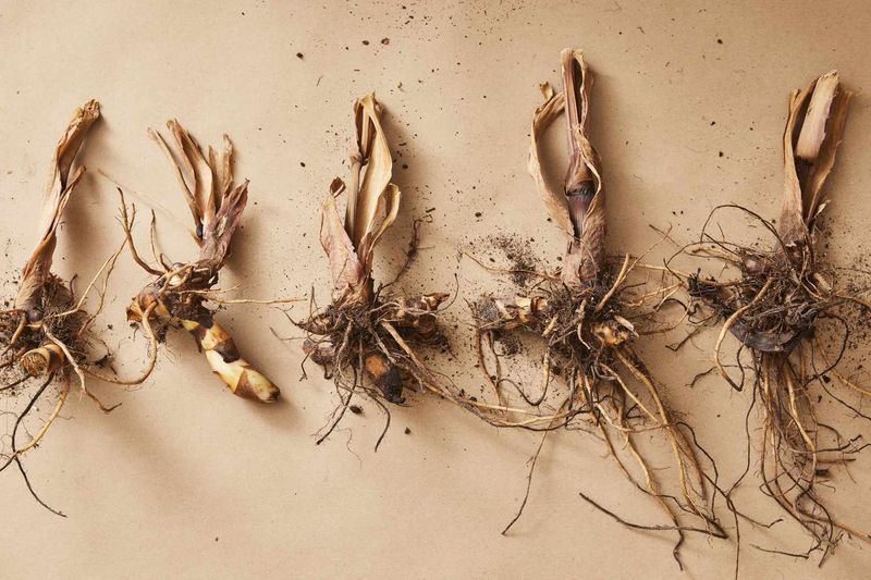 Dry the rhizomes briefly before storage Dry the rhizomes briefly before storage
