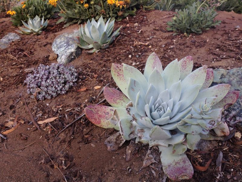 Dudleya