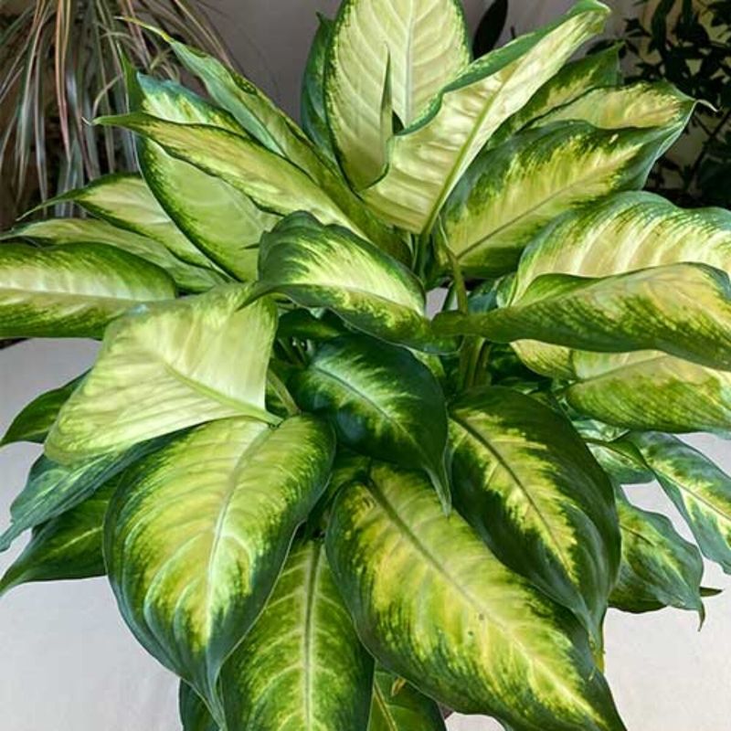 Dumb Cane (Dieffenbachia) Dumb Cane (Dieffenbachia)