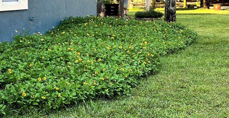 Dune Sunflower