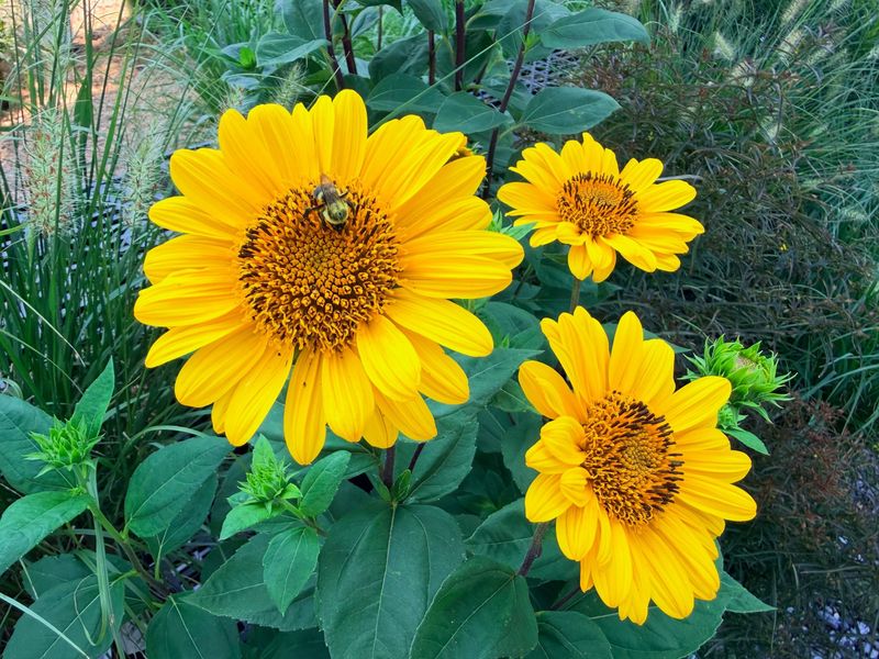 Dune Sunflower
