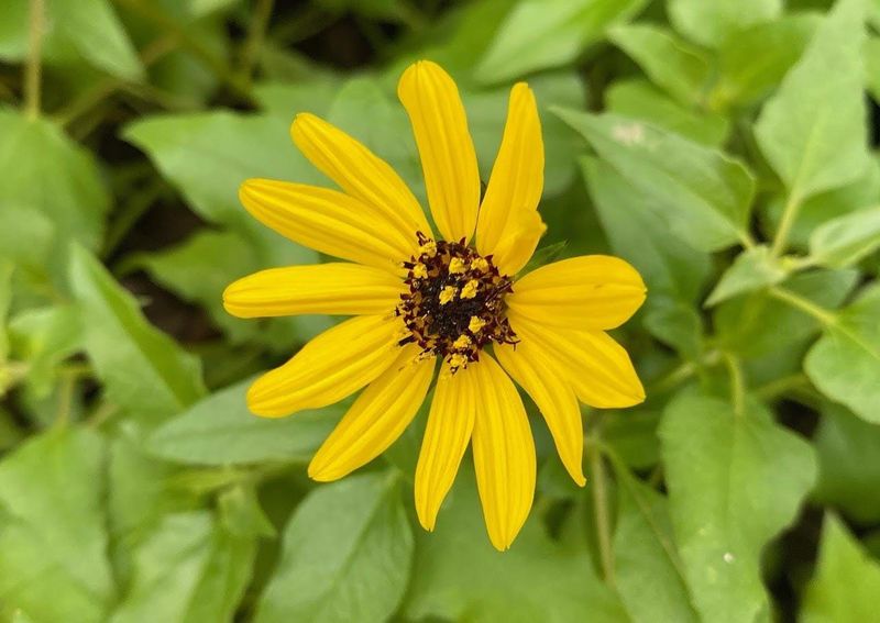 Dune Sunflower