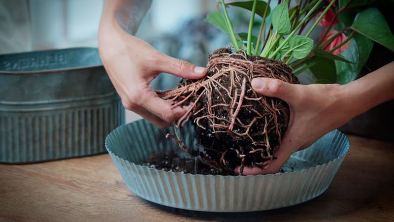 Dunk the Root Ball to Flush Out Soil Dwellers