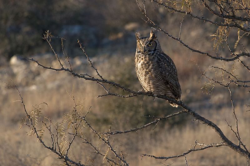 Dusk Is Ordinary Hunting Time for a Great Horned Owl