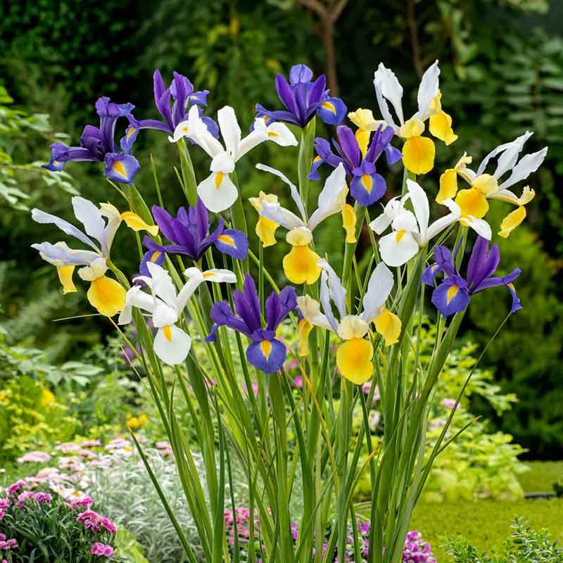 Dutch Iris
