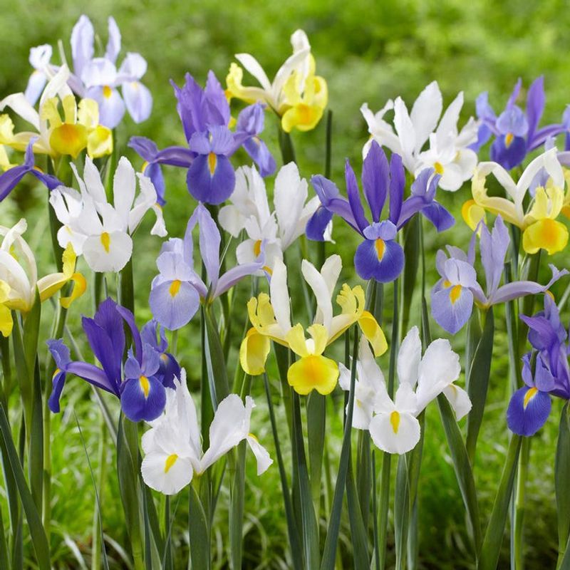 Dutch Iris