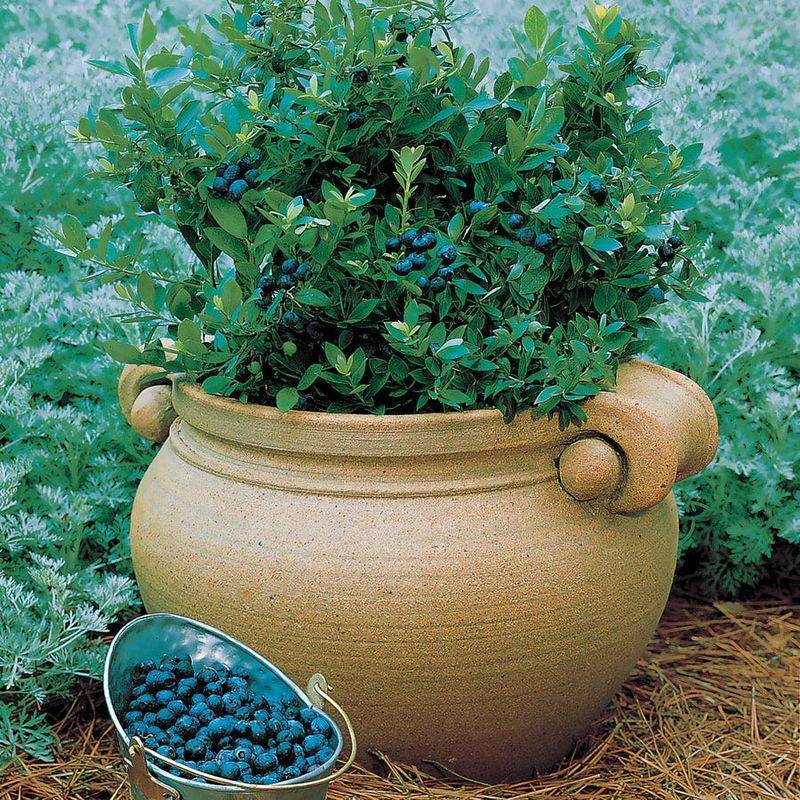 Dwarf Blueberries (Southern Highbush) Dwarf Blueberries (Southern Highbush)