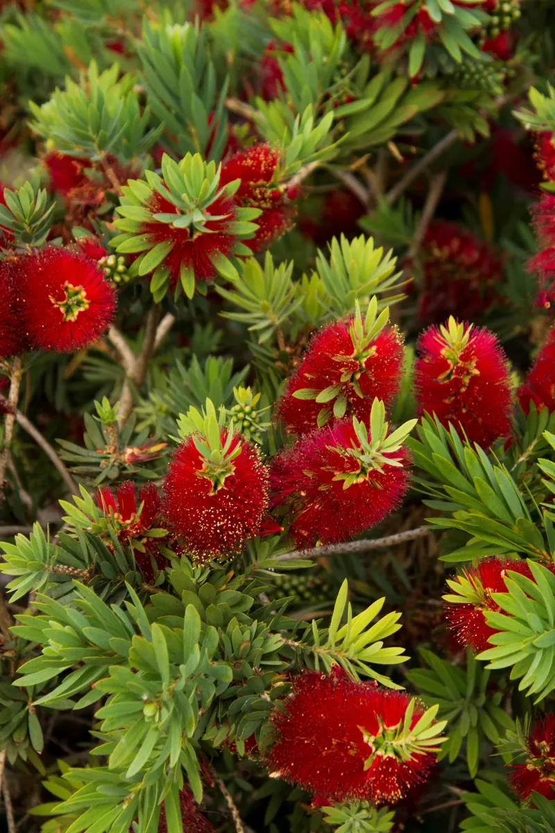 Dwarf Bottlebrush Dwarf Bottlebrush