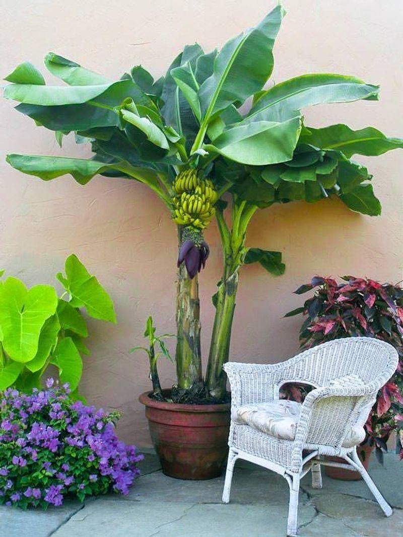 Dwarf Cavendish Banana