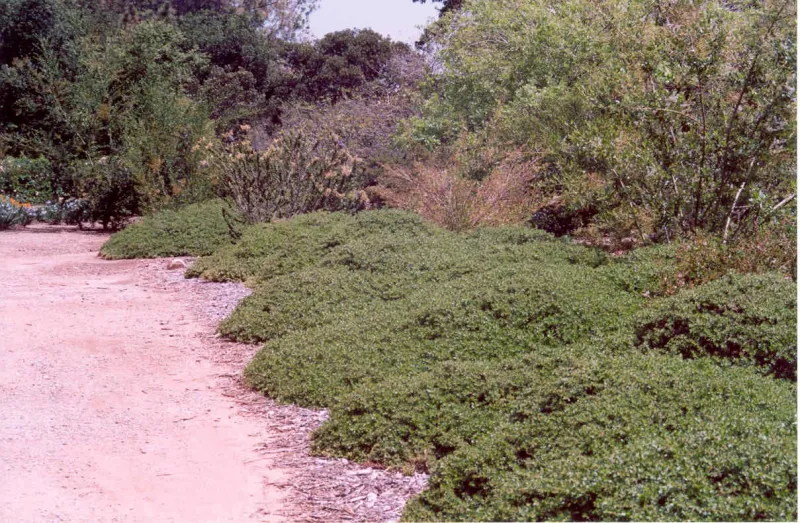 Dwarf Coyote Brush (Baccharis pilularis 'Pigeon Point')