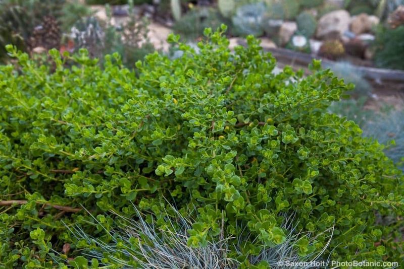 Dwarf Coyote Brush