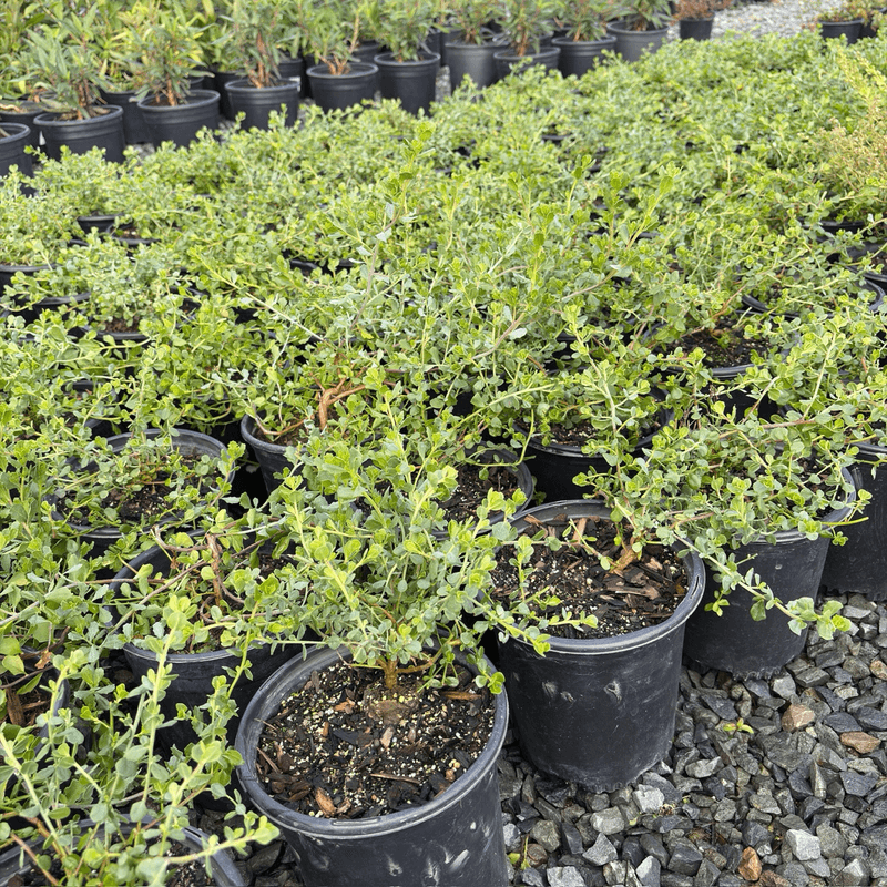 Dwarf Coyote Brush