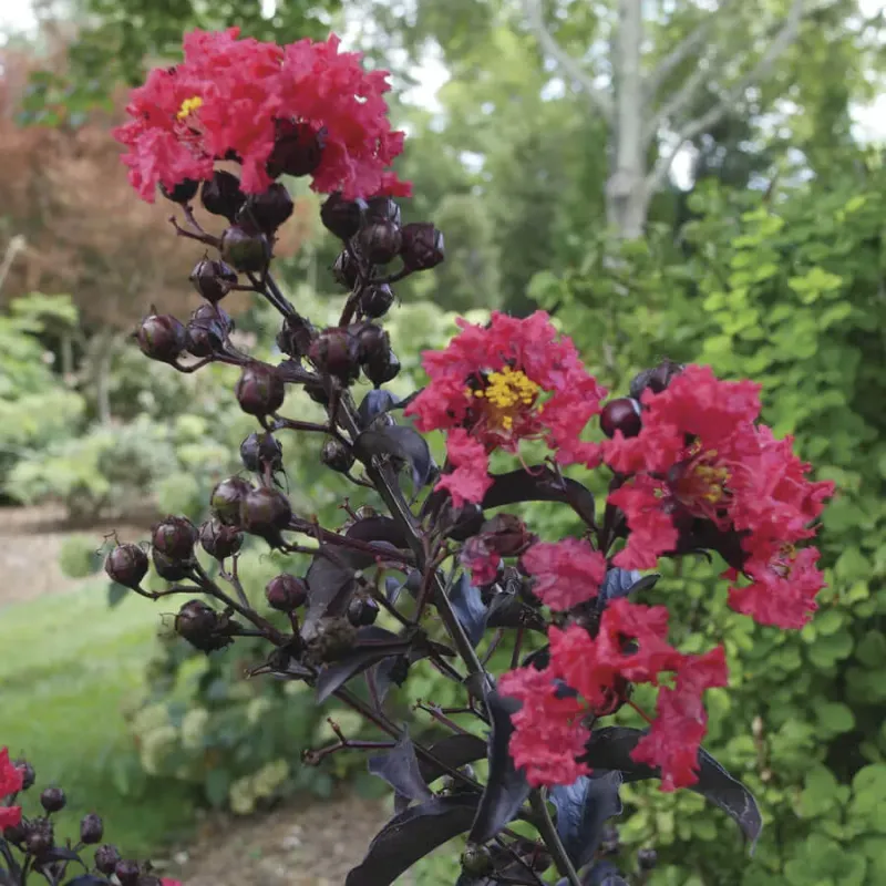 Dwarf Crape Myrtle