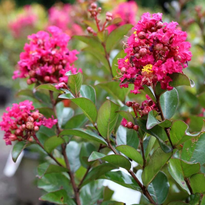 Dwarf Crapemyrtle