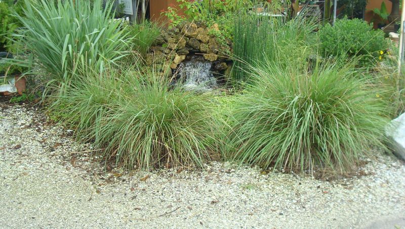 Dwarf Fakahatchee Grass
