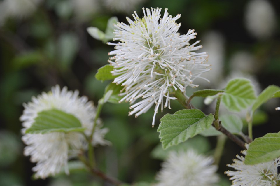 Dwarf Fothergilla