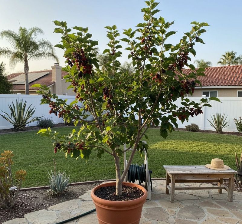 Dwarf Mulberry ('Dwarf Everbearing') Dwarf Mulberry ('Dwarf Everbearing')