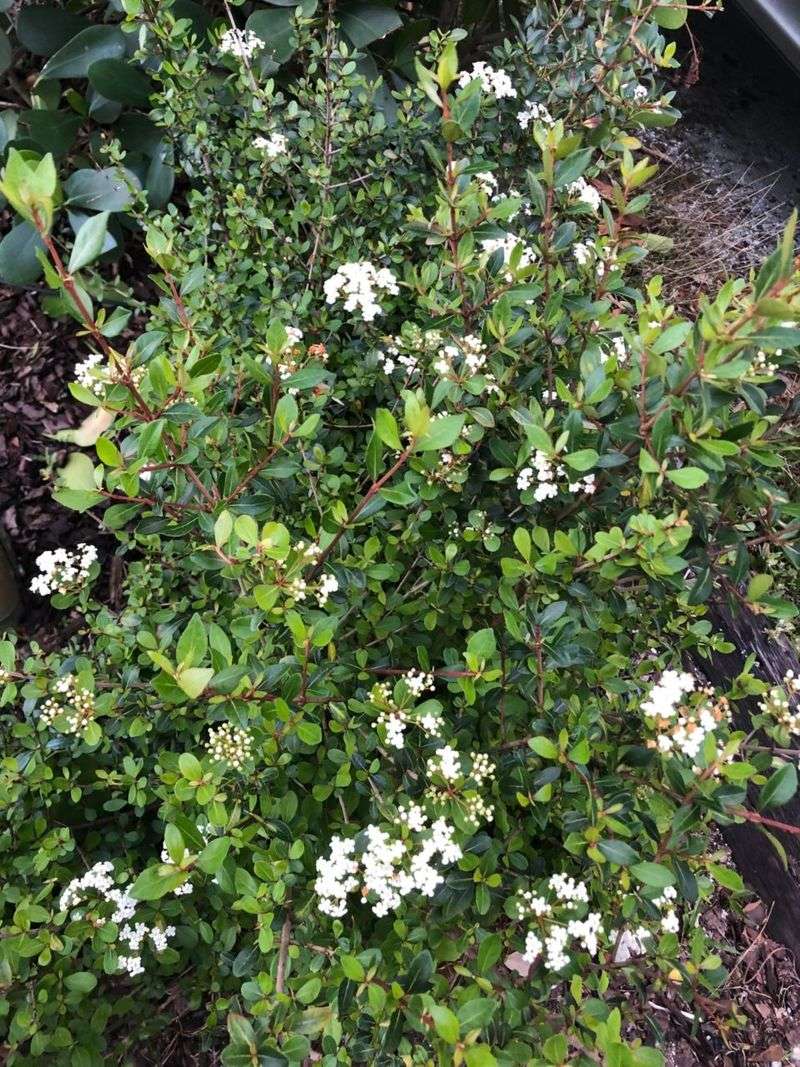 Dwarf Walter's Viburnum Dwarf Walter's Viburnum
