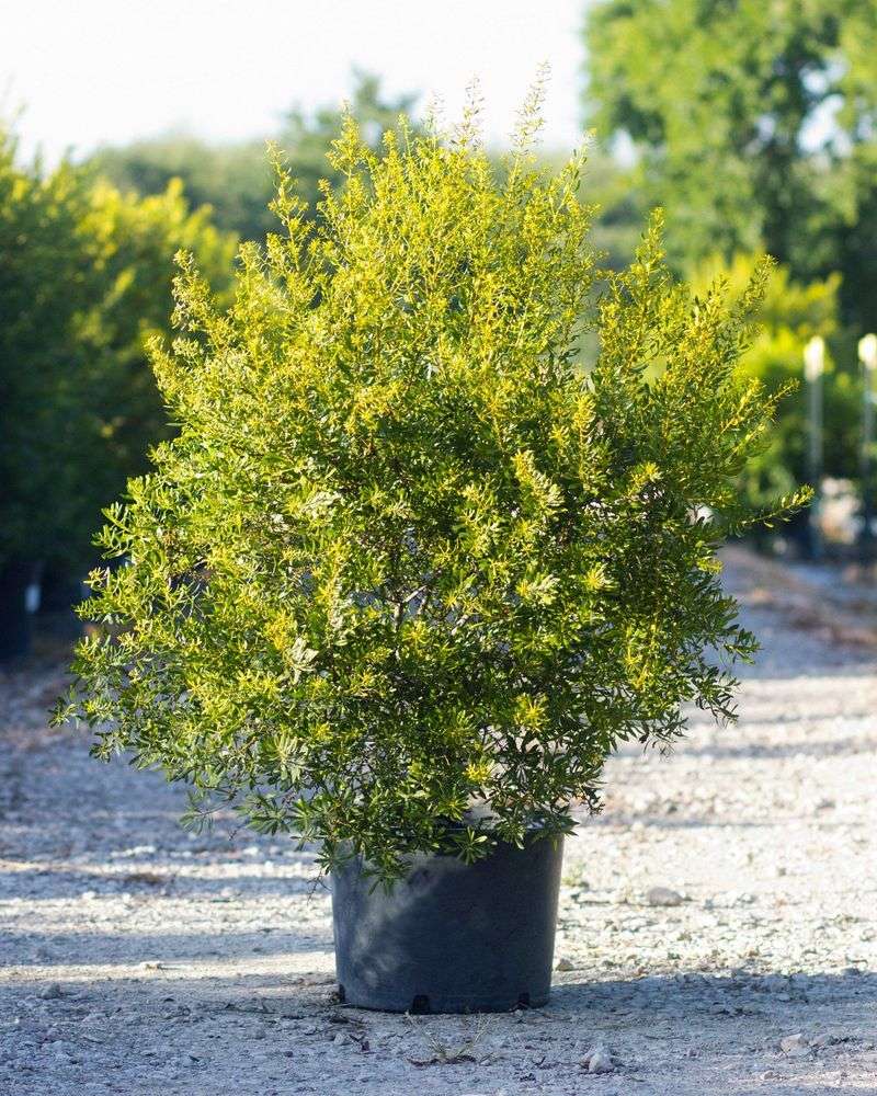 Dwarf Wax Myrtle