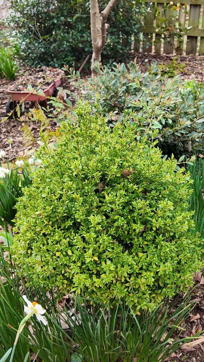 Dwarf Yaupon Holly