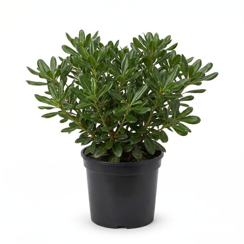 Dwarf Yaupon Holly