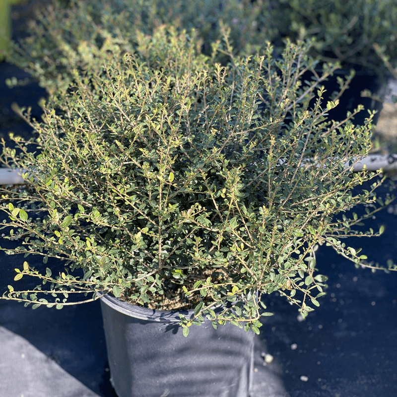 Dwarf Yaupon Holly