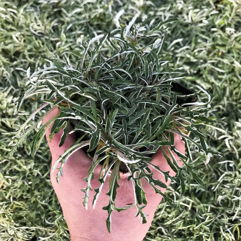Dymondia (Dymondia margaretae)