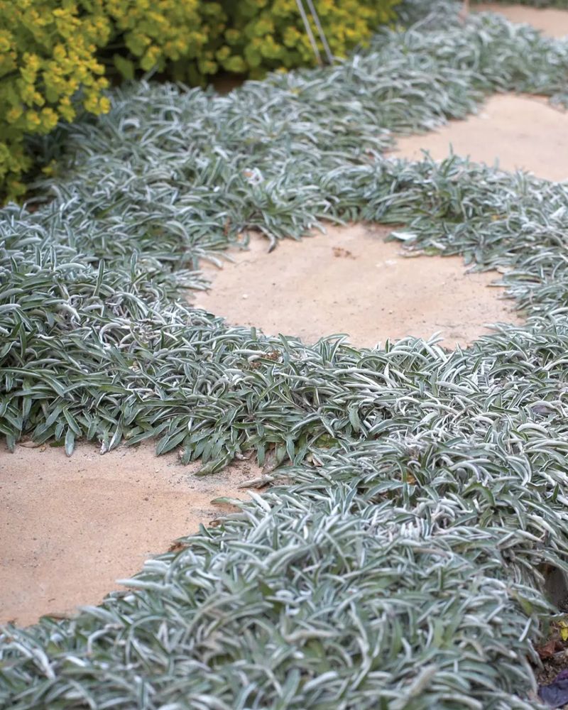 Dymondia (Silver Carpet) Dymondia (Silver Carpet)